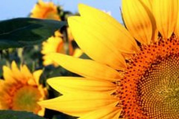 Kernel za przejęcie kontroli nad ukraińską spółką zapłaci ponad 200 mln zł