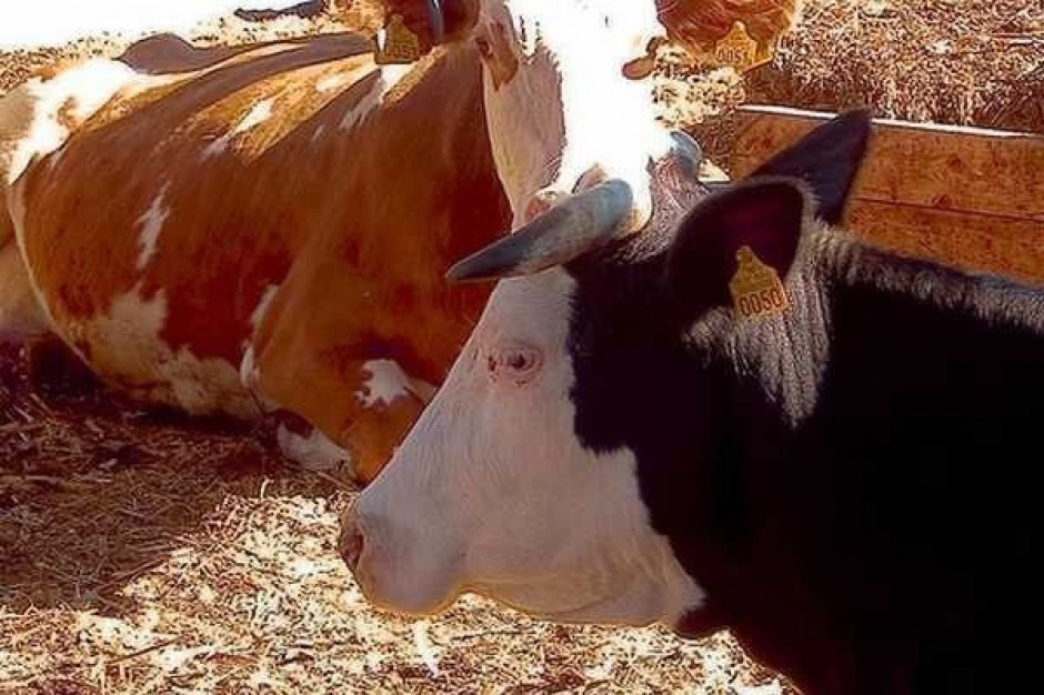 Spadają ceny żywca wieprzowego i drobiowego, drożeje bydło