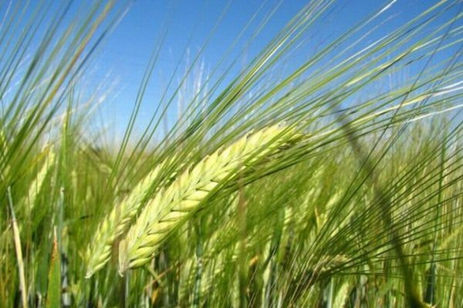 Strategie Grains: W Polsce zmaleją zbiory jęczmienia. Podaż w UE będzie zaś rosła