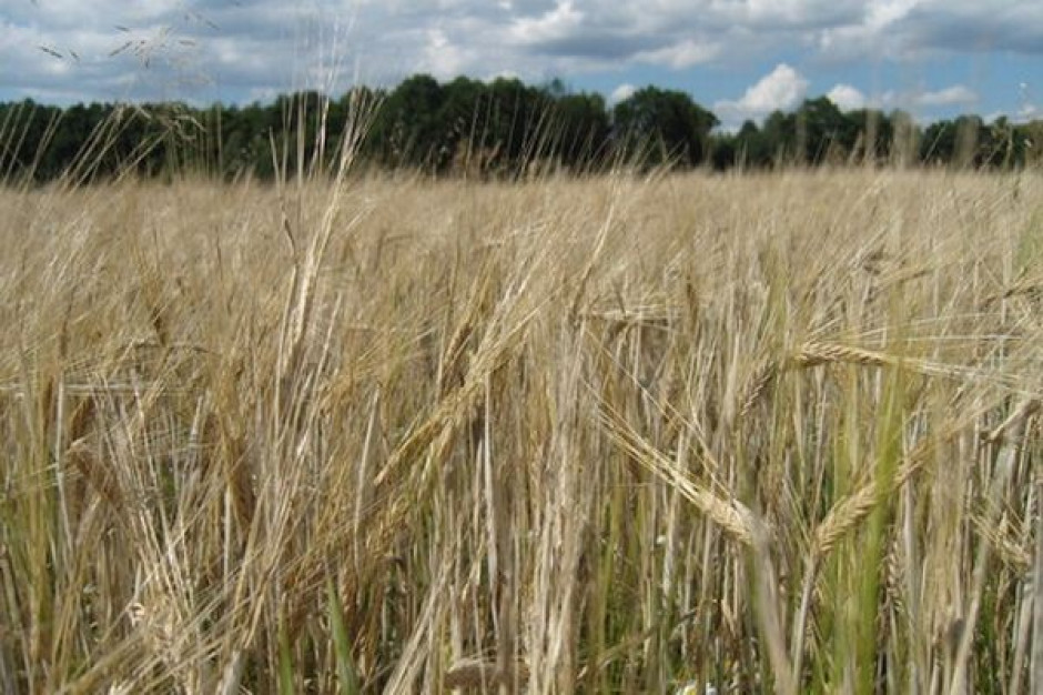 Bessa na światowych giełdach towarowych. Ceny zbóż idą w dół