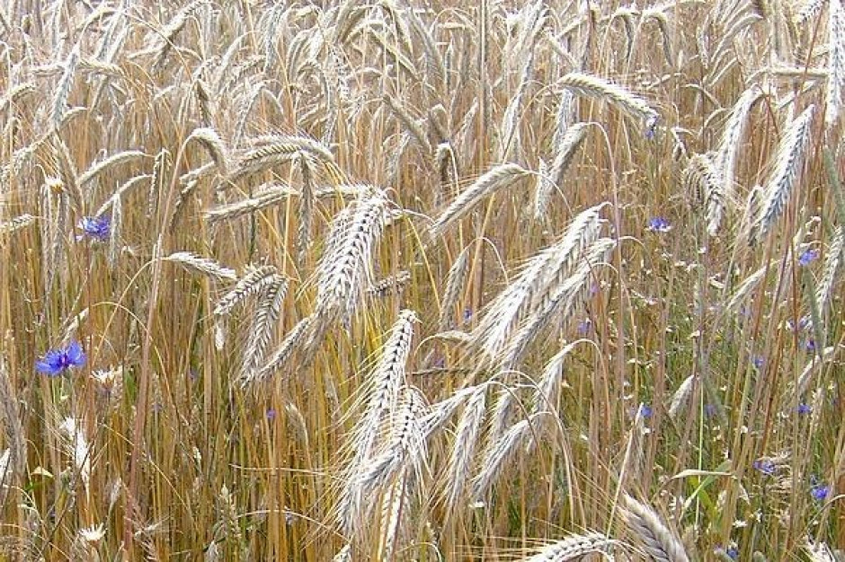 Zmiany w zasadach skupu interwencyjnego - rolnicy przestawiają produkcję na pszenicę