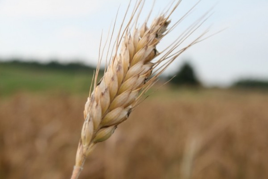 Drożeją zboża a mięso tanieje
