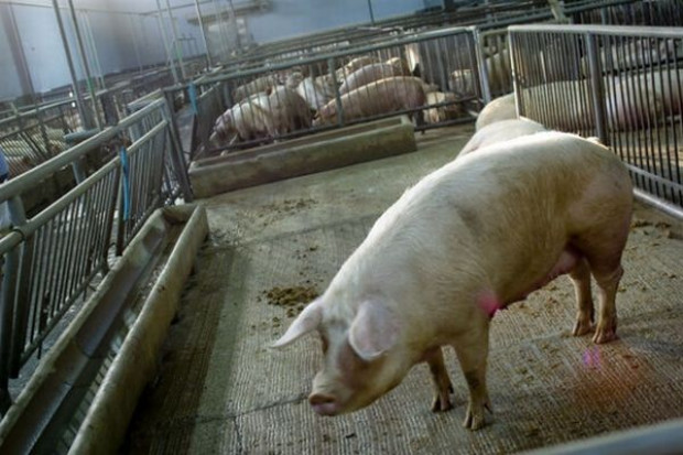 FAPRI: do 2019 roku światowa produkcja wieprzowiny będzie rosła rocznie o 1,9 proc.