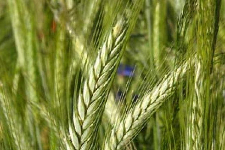 ADM miał niższy zysk niż prognozowano z powodu spadku dochodów z substancji słodzących