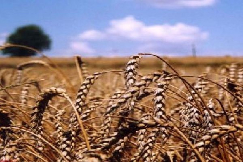 UE: Soja mocno w dół, rzepak nie ustępuje