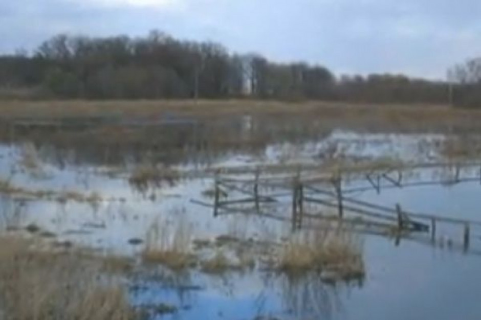 Z powodu powodzi na początku 2011 r. w Polsce może zabraknąć zbóż konsumpcyjnych