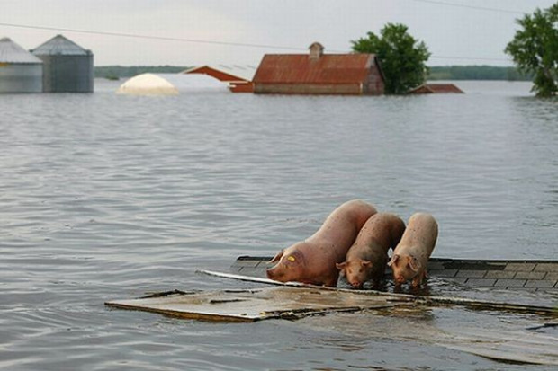 Źródło fot.: Flickr.com GIS: W powodzi padło 410 szt. trzody i ponad 77 tys. szt. drobiu
