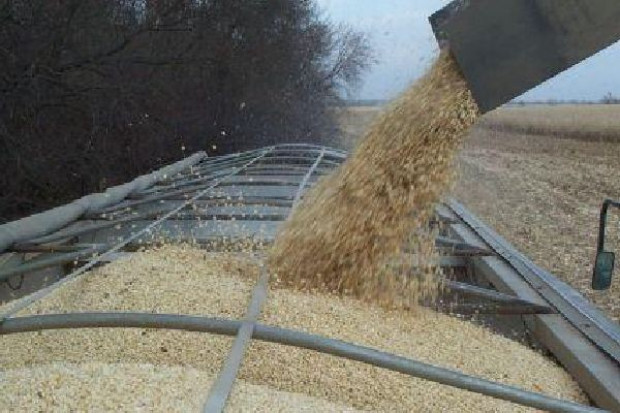 fot. biztrademarket.com Greenpeace: Uprawy GMO nie dają większych plonów niż tradycyjne uprawy
