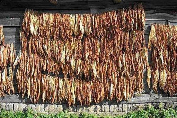 fot. www.uzywki-tyton.za.pl Zmiana dot. definicji cygar w ustawie - jedni przedsiębiorcy stracą miliony, inni je zyskają