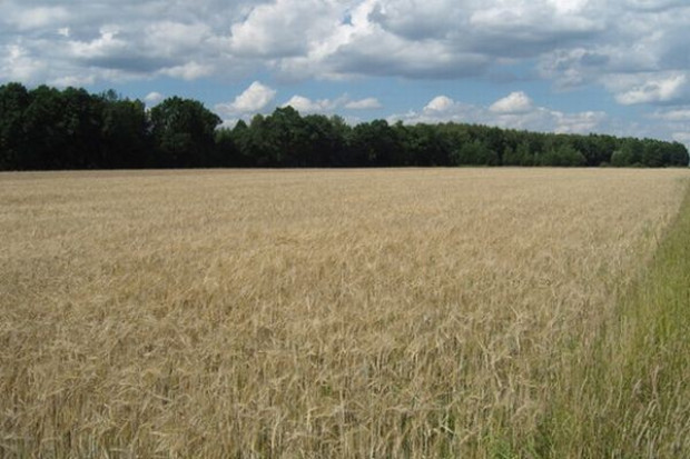 Strategie Grains obniża prognozy światowych zbiorów zbóż