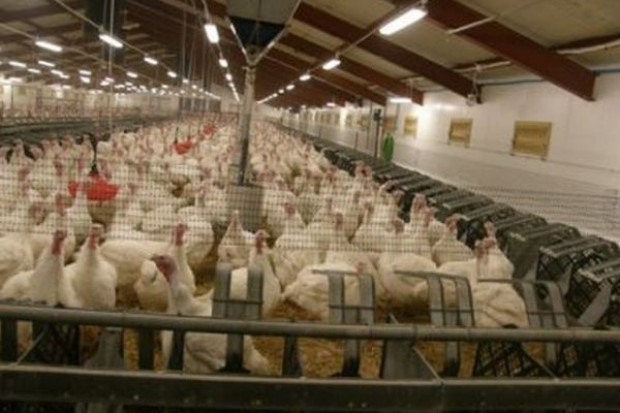 fot. Indykpol Nowa linia produkcyjna poprawi wyniki Indykpolu