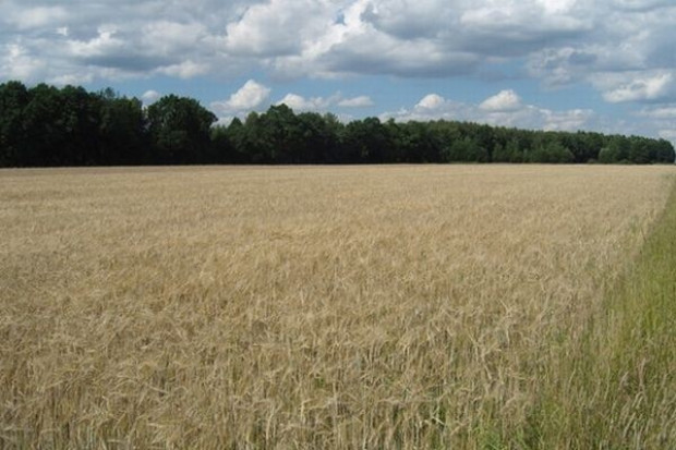 FAMMU/FAPA: Spekulacje windują giełdowe ceny zbóż, arynek fizyczny