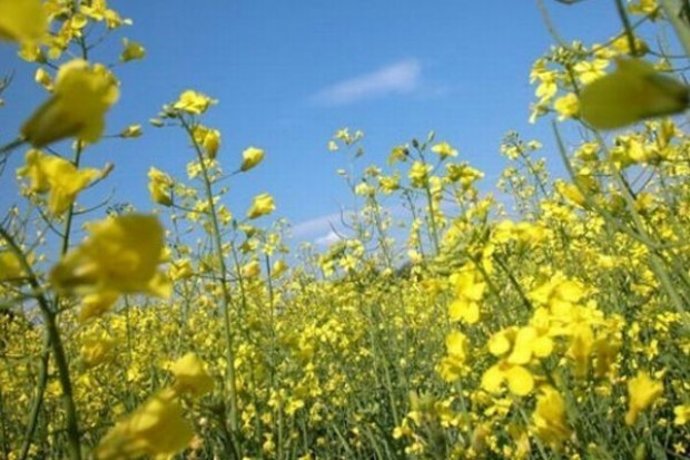 Będa tworzone rezerwy strategiczne biopaliw