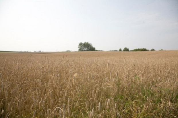Copa-Cogeca: O 5 proc. spadła w tym roku unijna produkcja zbóż