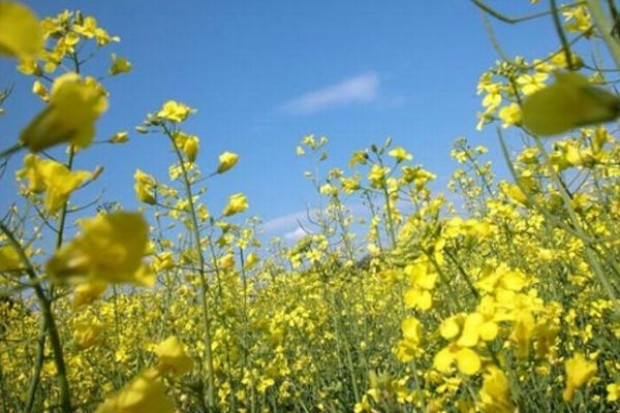Na Ukrainie znacząco zmaleją zasiewy rzepaku ozimego