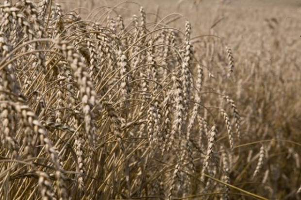 Wiceminister rolnictwa: W 2012 r. będzie nowy system ubezpieczeń rolnych