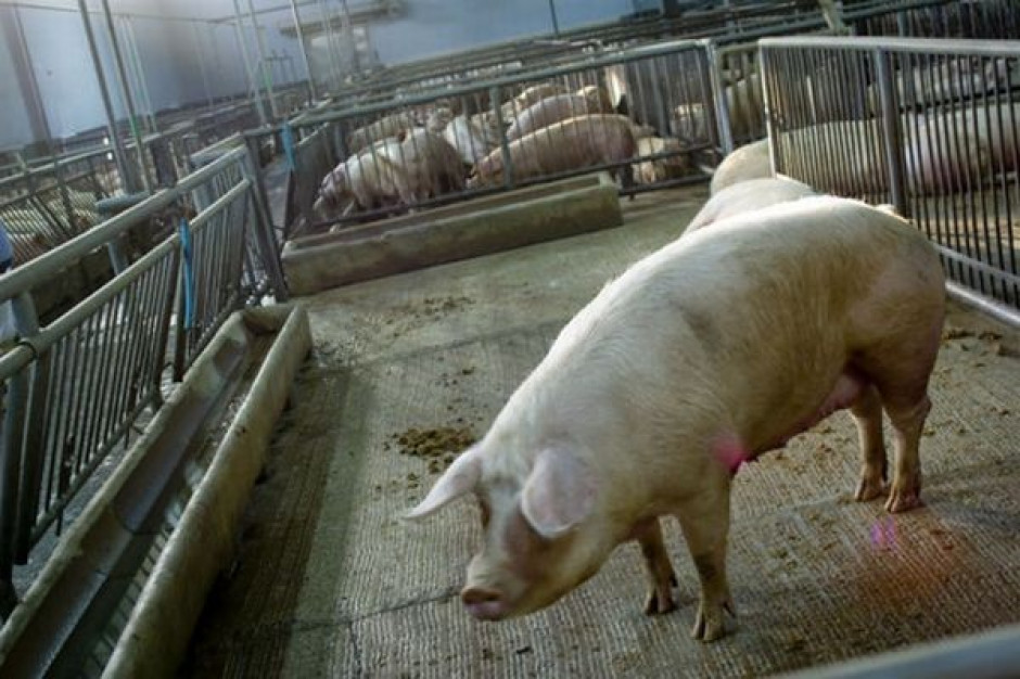 Tanieje żywiec wieprzowy i drób, coraz droższy żywiec wołowy