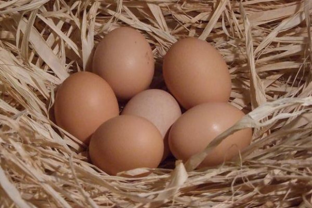 fot. ekofood.pl Brytyjczycy będą za zakazem importu jaj m.in. z Polski?