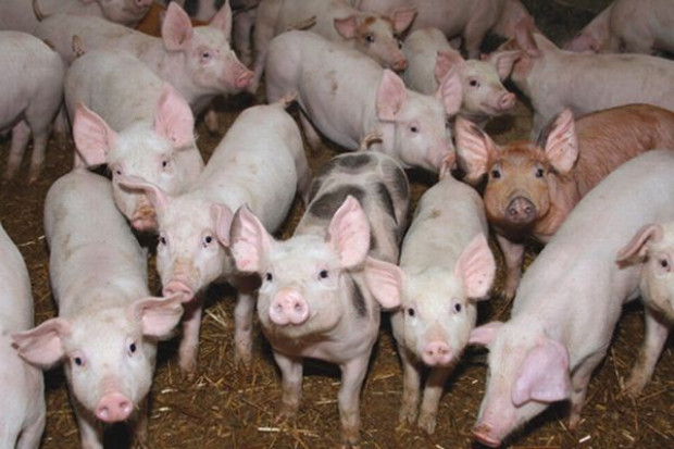 Źródło fot.: Farmer.pl Stabilizacja na rynku trzody