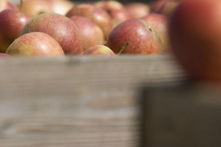 Ceny jabłek przeznaczonych do przetwórstwa zwiększyły się prawie pięciokrotnie do 0,77 zł/kg Ceny jabłek, gruszek i śliwek w listopadzie 2010 r. były wyższe niż przed rokiem