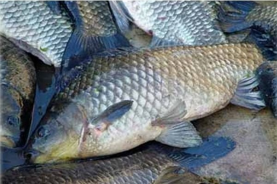 Karp Największy polski karp to Rysiu