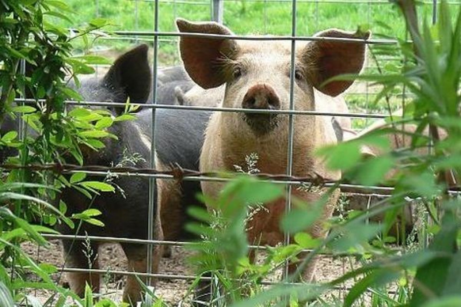 75 proc. polskich ferm wielkostadnych dotkniętych jest kokcydiozą