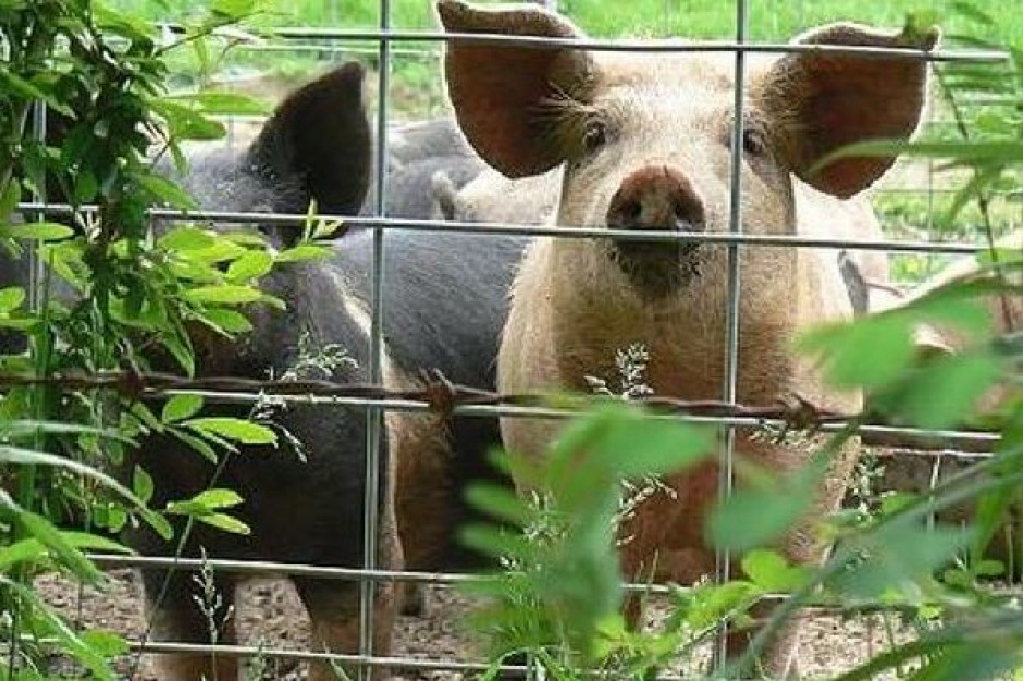 fot. diseaseproof.com Konsekwencje skandalu z dioksynami. Kolejne kraje rezygnują z kupowania niemieckich świń, drobiu i jaj