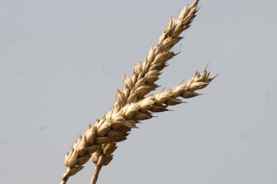 Argentyńscy farmerzy wstrzymują sprzedaż zbóż za granicę