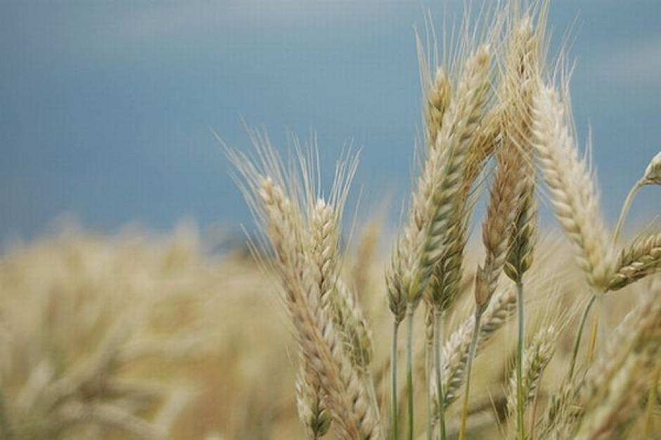 Prognoza Strategie Grains: Zbiory zbóż w UE wzrosną o 5,5 proc.
