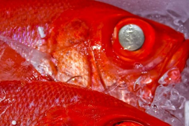 Prof. Wawer: Potrzebujemy więcej kwasów Omega-3. Musimy jeść ryby