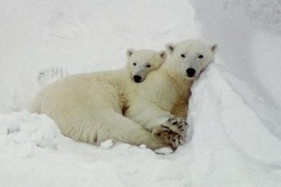 fot. nicalbonic.blox.pl Ocieplenie klimatu utrudnia niedźwiedziom polarnym rozmnażanie