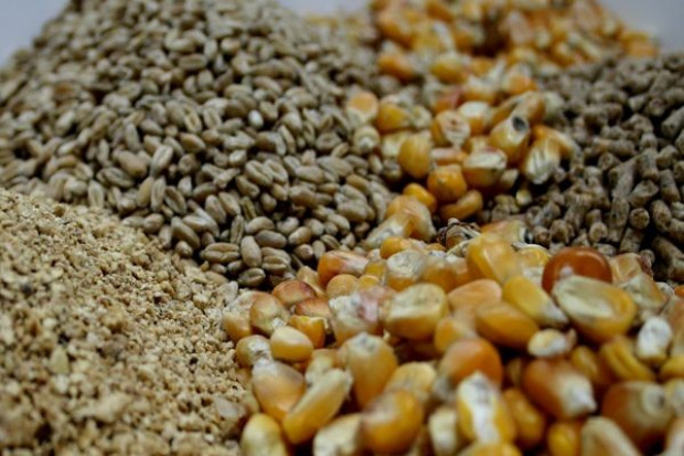 Zawieszenie ceł na import zbóż paszowych to dobra wiadomość dla producentów pasz i hodowców Dobra wiadomość dla producentów pasz i hodowców: UE zawiesi cła na import pszenicy