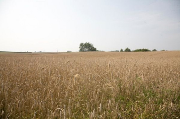 Do odsprzedaży, w tej formie, pozostało jeszcze 308,36 tys. ton jęczmienia UE: Odsprzedaż zbóż z zapasów