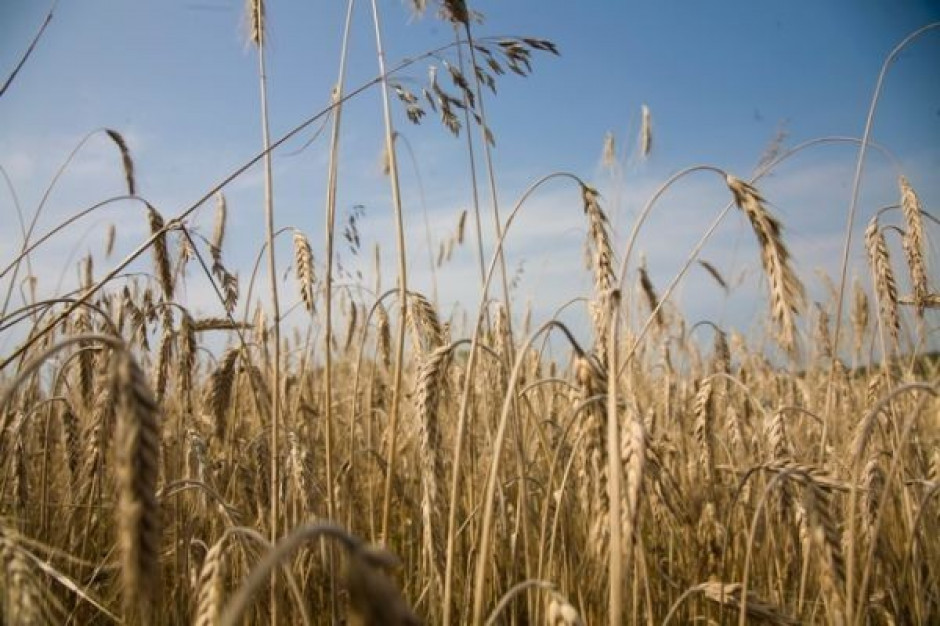 FAMMU/FAPA: Ostatnie zwyżki cen pszenicy to efekt niskich zapasów tego ziarna