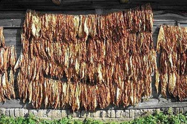 fot. www.uzywki-tyton.za.pl Tytoń do palenia coraz bardziej atrakcyjny cenowo
