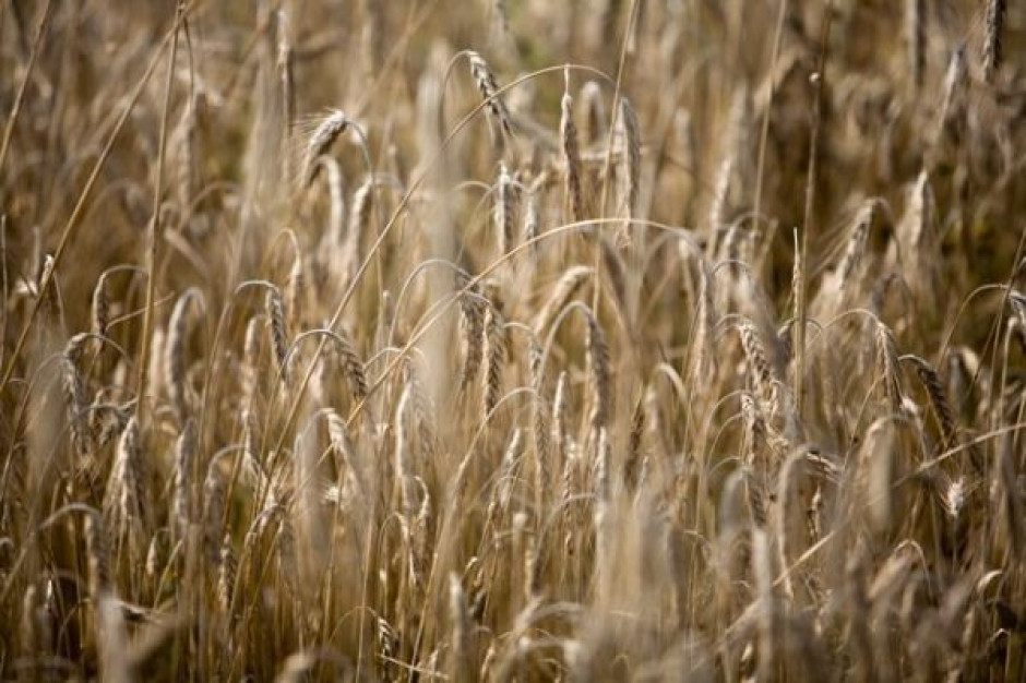 Spada produkcja zbóż a zapotrzebowanie na nie rośnie Rośnie zapotrzebowanie na pasze, spada ich produkcja
