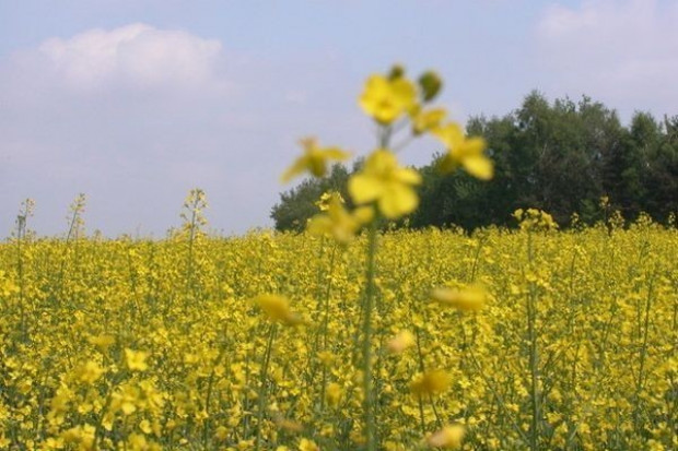 Produkcja rzepaku w UE w sezonie 2011/12 może być najniższa od 3 lat