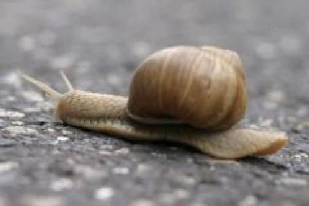Rozpoczął się sezon na zbiór winniczków