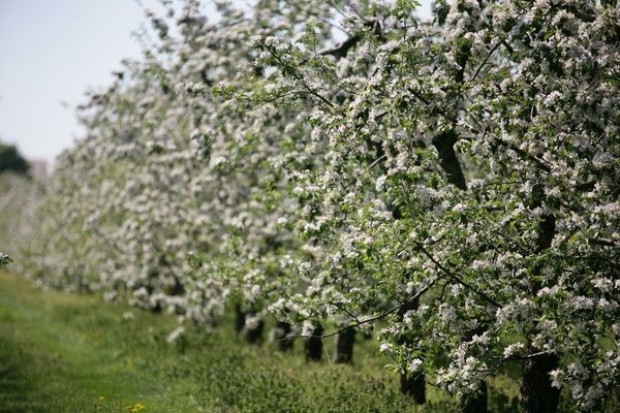 Pogoda może wpłynąć negatywnie na zbiory owoców