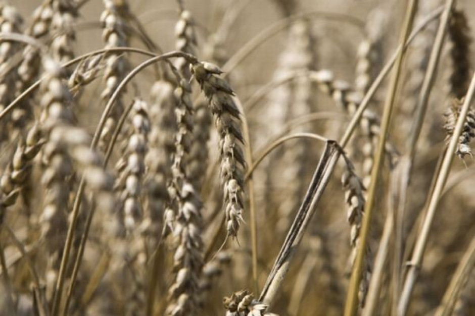 B.I.G. Harvest: Ceny produktów rolnych będą nadal rosły