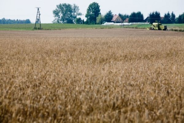 Rząd: więcej rolników ma bez opłat wysiewać ziarno roślin chronionych