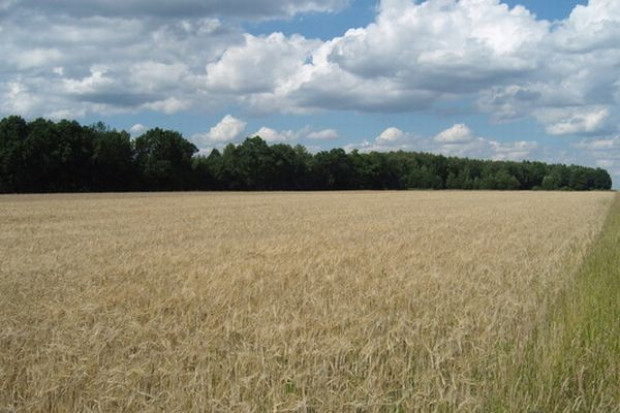 Nowe szacunki tegorocznych zbiorów zbóż w Rosji - 85 mln t