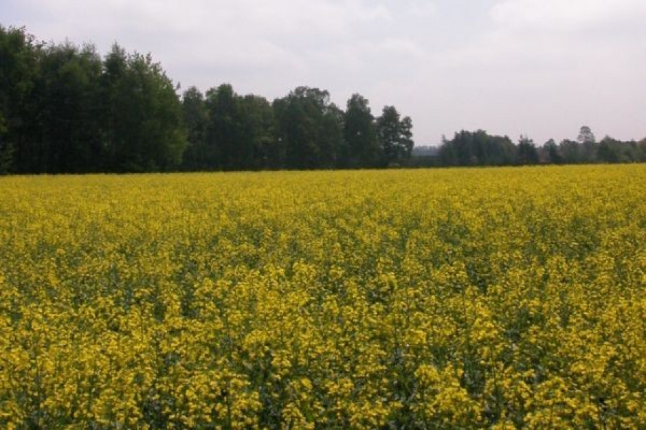 Niższa podaż rzepaku w UE