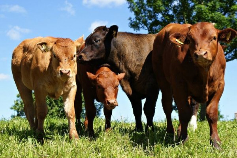 Wykorzystywanie antybiotyków w hodowli zwierząt sprzyja rozwojowi superbakterii