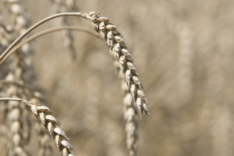 Notowania pszenicy w Paryżu znów spadają, zniżki trwają już od kilku tygodni