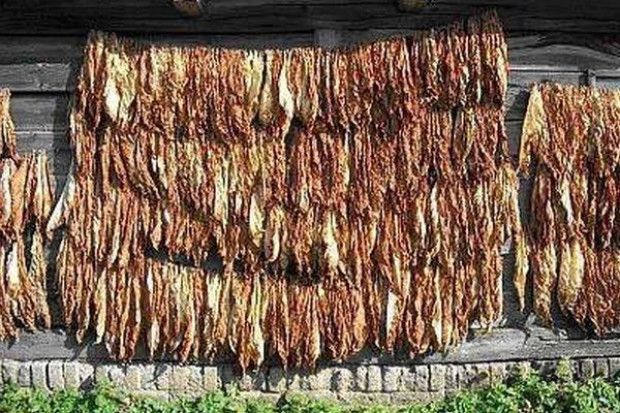Pies Chiuhuahua przegonił w USA złodziei okradających sklep z tytoniem