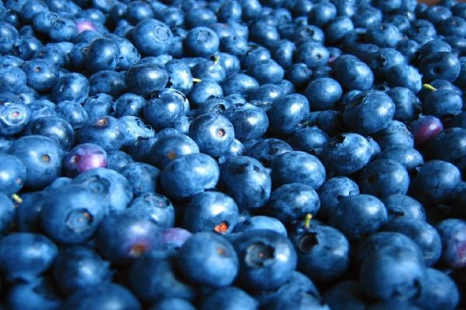 Borówka amerykańska kosztuje w hurcie od 10 zł do 14,5 zł/kg Analiza portalu: Ceny borówki amerykańskiej w hurcie wahają się od 10 zł do 14,5 zł/kg