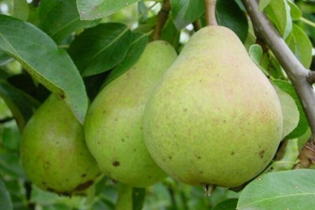 Za gruszki w hurcie trzeba zapłacić od 3,75 zł do 5,15 zł/kg Analiza portalu: Ceny gruszek w hurcie wahają się od 3,75 zł do 5,15 zł/kg