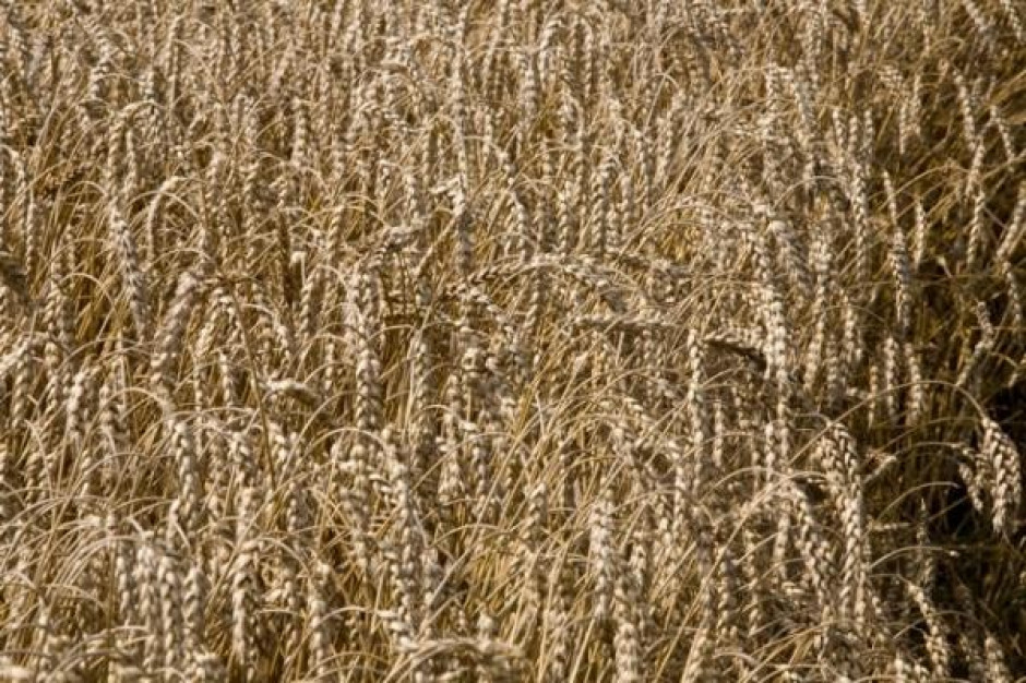IZP: Żniwa są opóźnione o dwa tygodnie