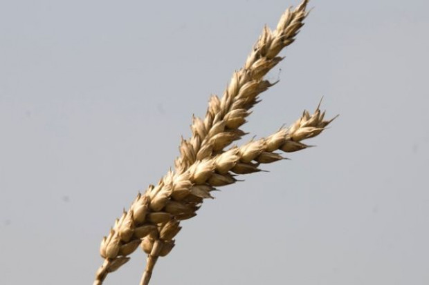 Strategie Grains: W tym roku UE wyprodukuje więcej ziarna najwyższej jakości